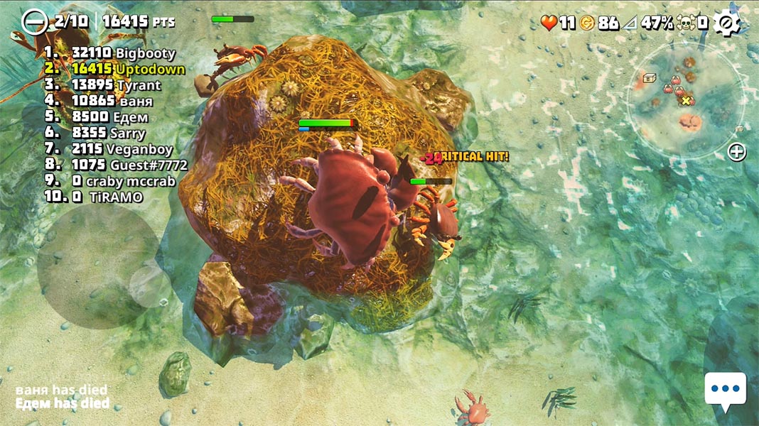 King of Crabs cangrejo en una roca
